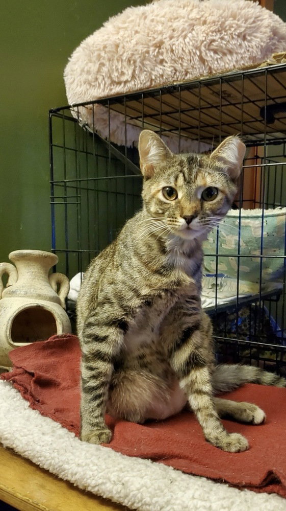 T Kitties : Tipper