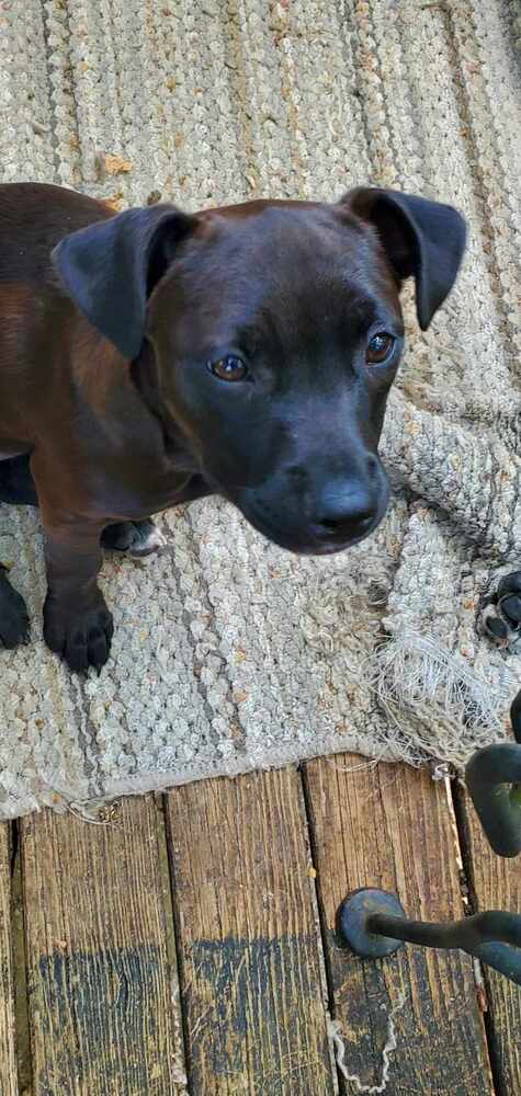 adoptable Dog in Aurora, IN named Honey Bunch : Honeybun