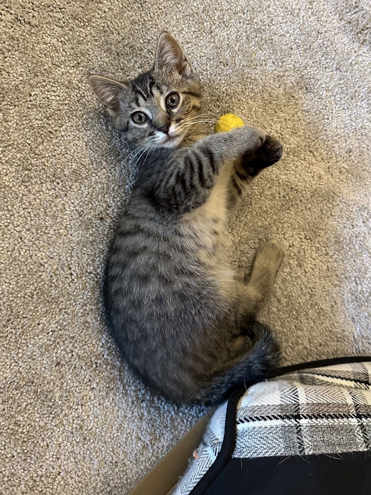 adoptable Cat in Aurora, IN named Color Kitties : Yellow