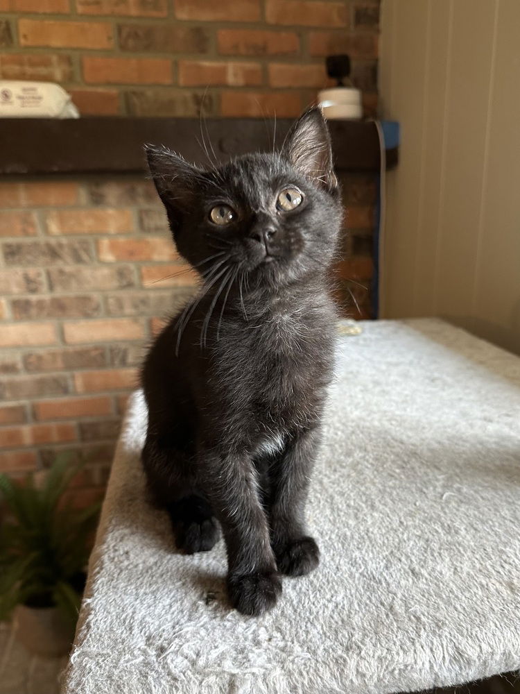 adoptable Cat in Aurora, IN named Color Kitties : Green