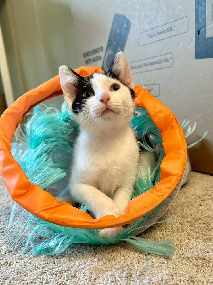 adoptable Cat in Aurora, IN named Color Kitties : Orange