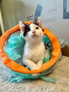 adoptable Cat in Aurora, IN named Color Kitties : Orange