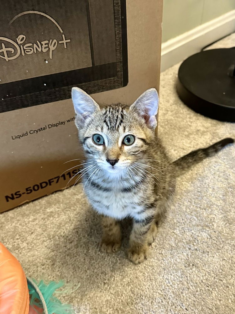 adoptable Cat in Aurora, IN named Color Kitties : Purple