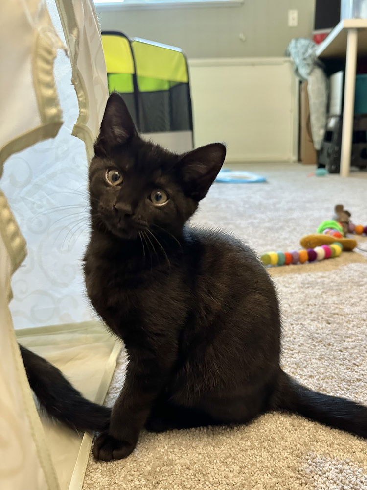 adoptable Cat in Aurora, IN named Color Kitties : Pink