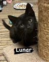 adoptable Cat in , IN named Sesame Street : Lunar