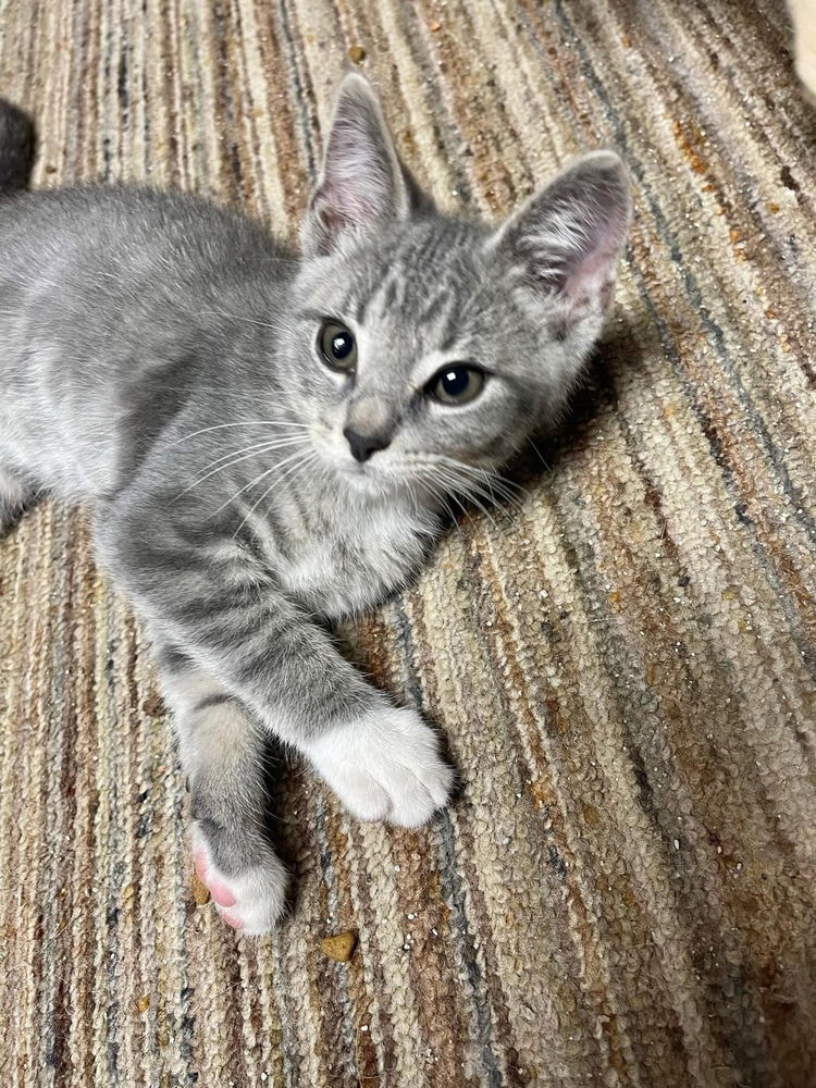 adoptable Cat in Aurora, IN named Sesame Street : Rosita