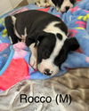 adoptable Dog in Aurora, IN named BRC Pups : Rocco