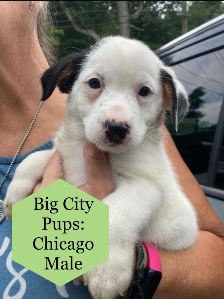 adoptable Dog in Aurora, IN named Big City : Chicago