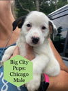 adoptable Dog in , IN named Big City : Chicago