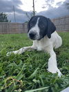 adoptable Dog in Aurora, IN named Pretty Boys : Polka