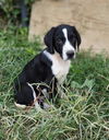 adoptable Dog in , IN named Pretty Boys :  Codey