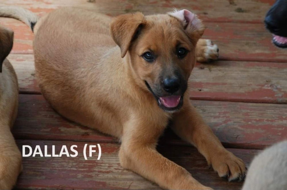 adoptable Dog in Aurora, IN named Sand Clan : Dallas