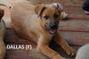 adoptable Dog in  named Sand Clan : Dallas