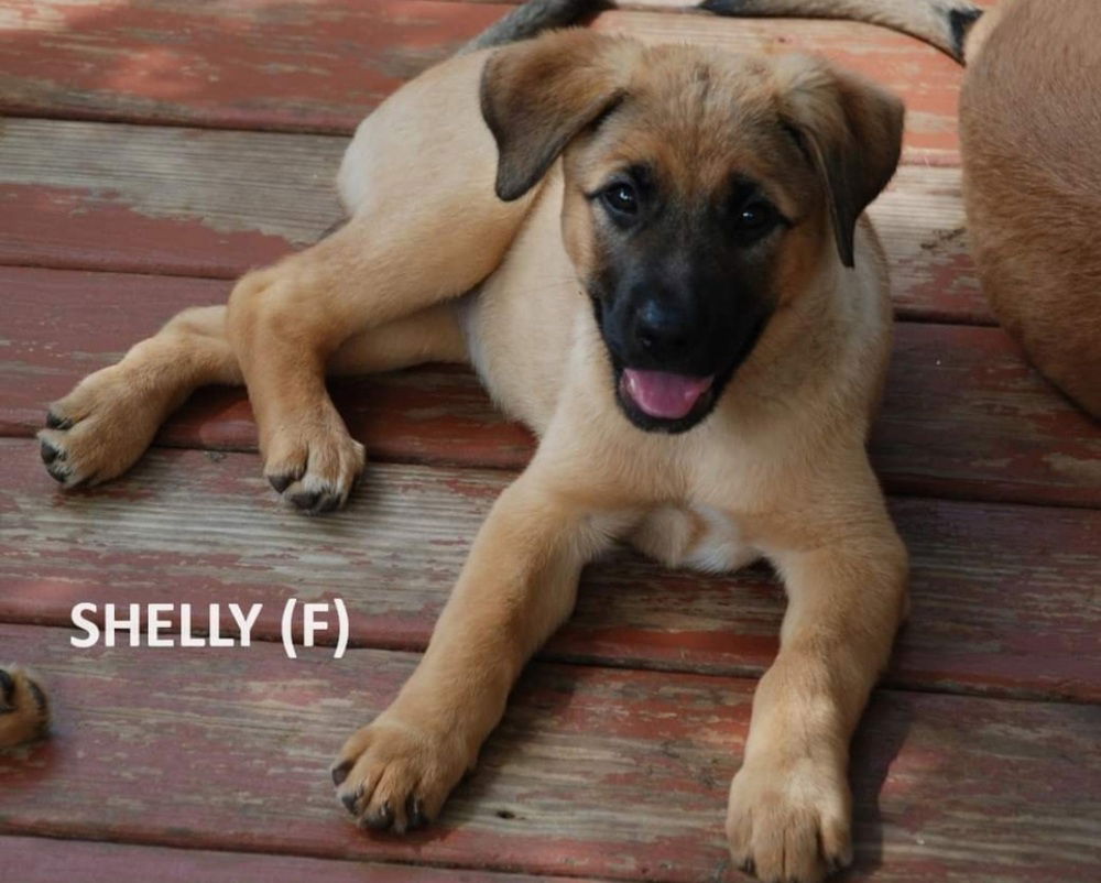 adoptable Dog in Aurora, IN named Sand Clan : Shelly