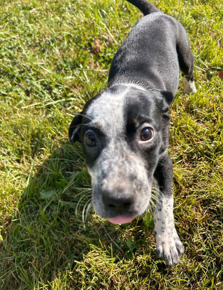 adoptable Dog in Aurora, IN named St Elmos Fire : Kirby