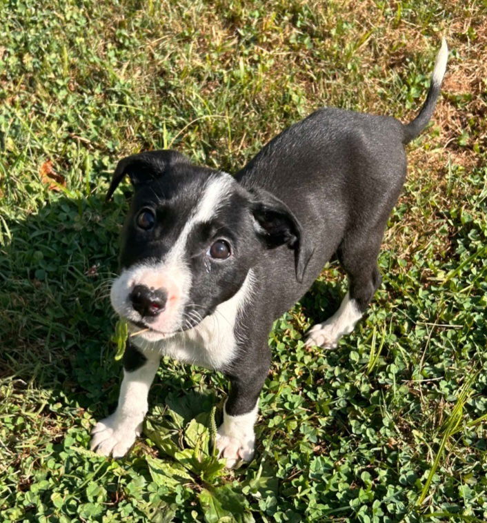 adoptable Dog in Aurora, IN named St Elmos Fire : Jules