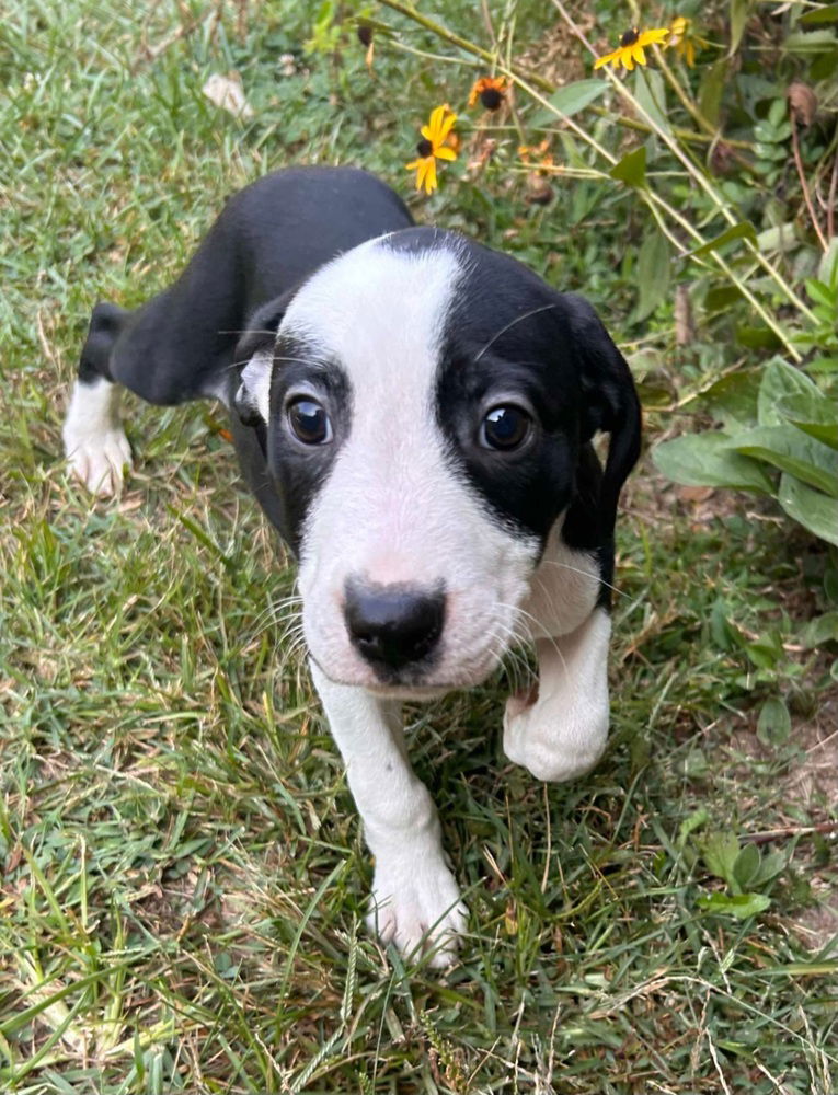 adoptable Dog in Aurora, IN named St Elmos Fire : Alec