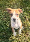 adoptable Dog in , IN named St Elmos Fire : Kevin