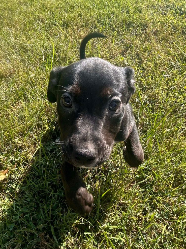 adoptable Dog in Aurora, IN named St Elmos Fire : Billy