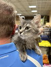 adoptable Cat in Aurora, IN named Sasha Kitty