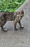 adoptable Cat in Aurora, IN named T Kitties : Taffy