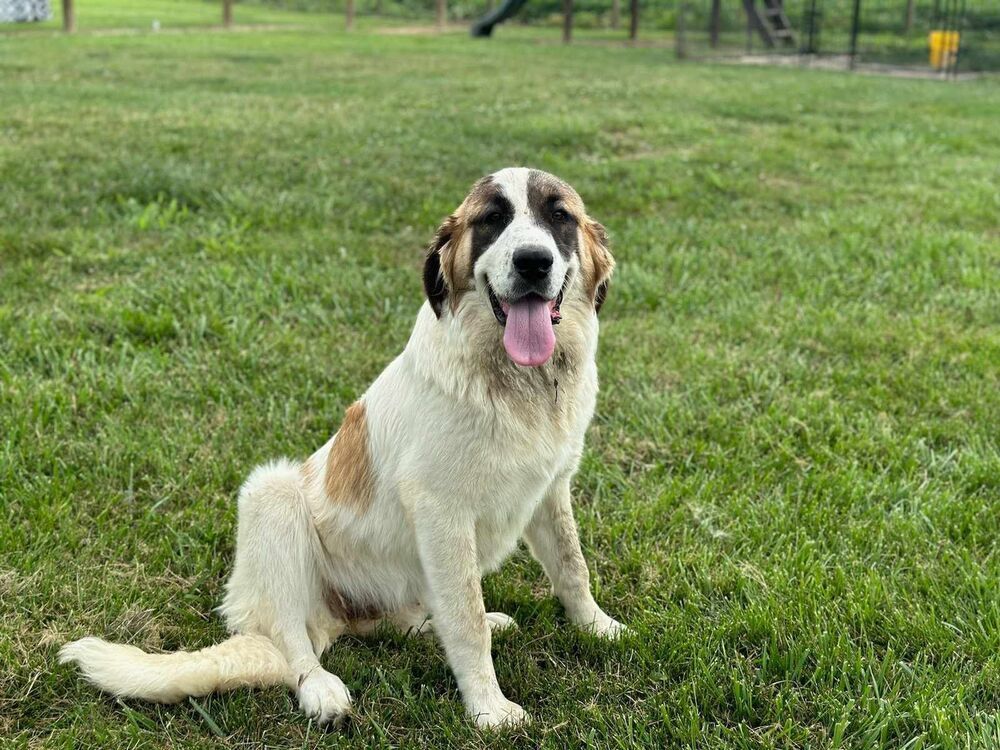 adoptable Dog in Aurora, IN named Sister Saints : Biscuit