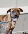 adoptable Dog in , IN named Buddy Boy