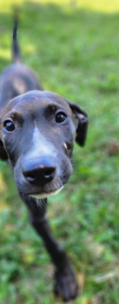 adoptable Dog in Aurora, IN named Sweet Boys : Koda