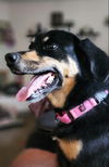 adoptable Dog in , IN named Crime Junkie Pruppet : Brit (Riley)