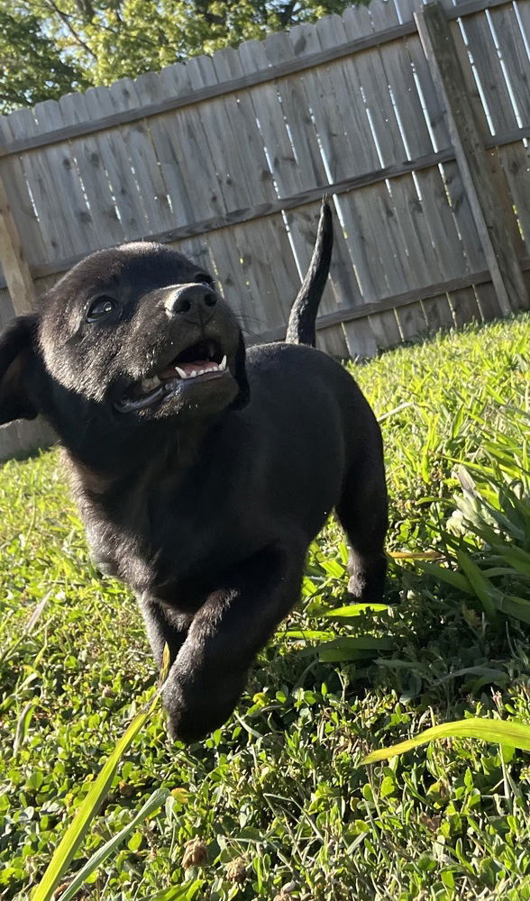 adoptable Dog in Aurora, IN named K for: Koa