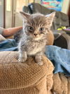 adoptable Cat in Aurora, IN named Bowles : Bentley Kitty