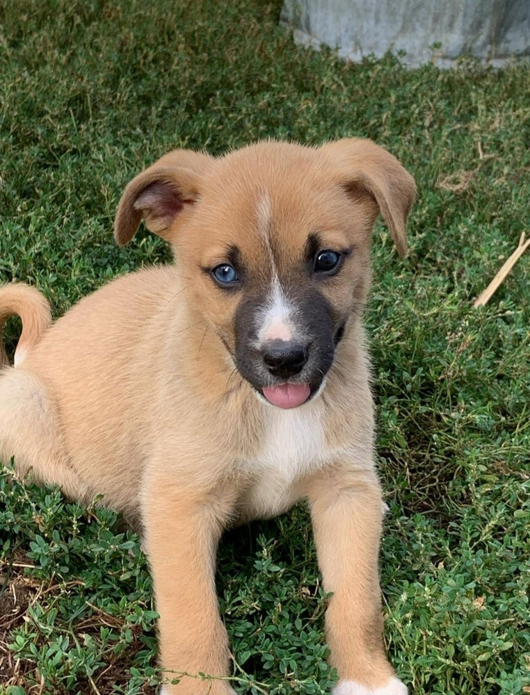 adoptable Dog in Aurora, IN named LL : Loretta