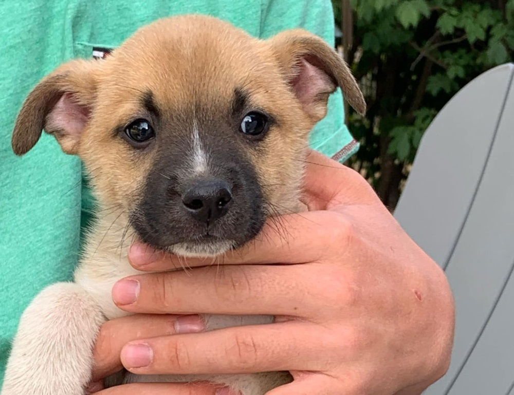 adoptable Dog in Aurora, IN named LL : Lynn