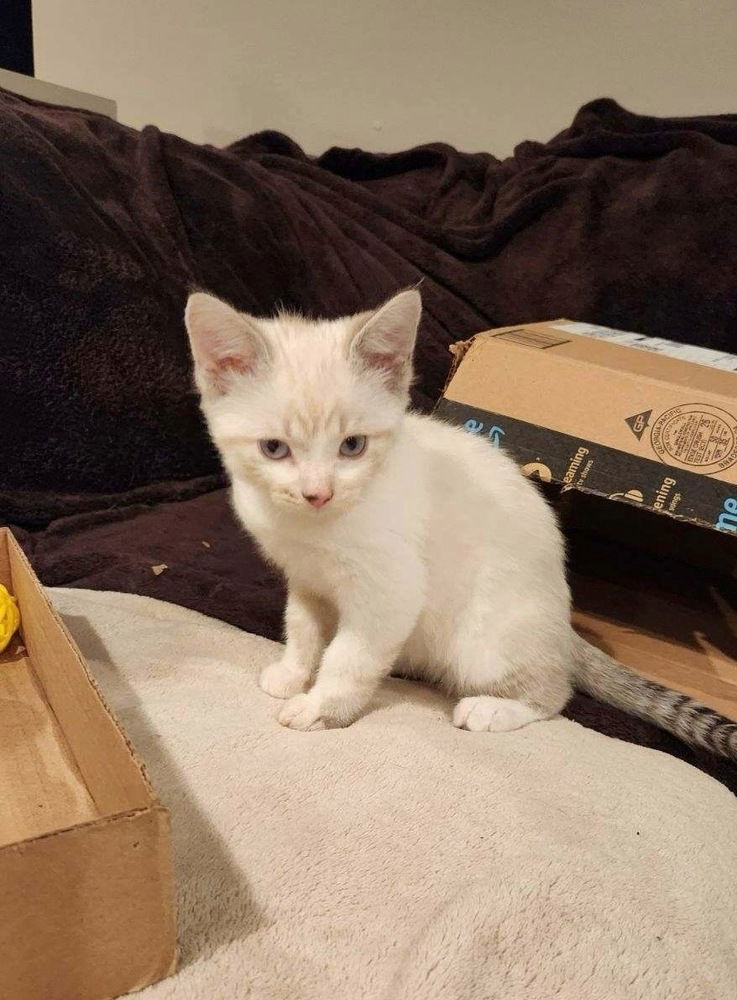 adoptable Cat in Aurora, IN named Spookitty : Boo