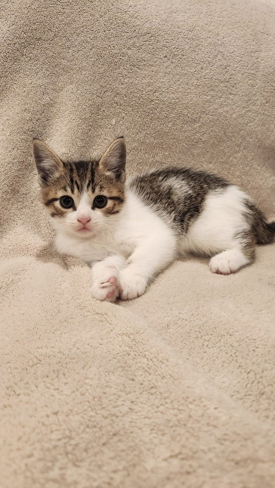 adoptable Cat in Aurora, IN named Spookitty : Salem