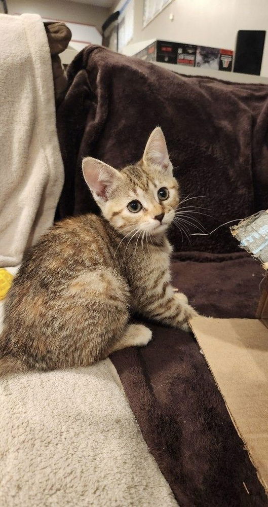 adoptable Cat in Aurora, IN named Spookitty : Pumpkin