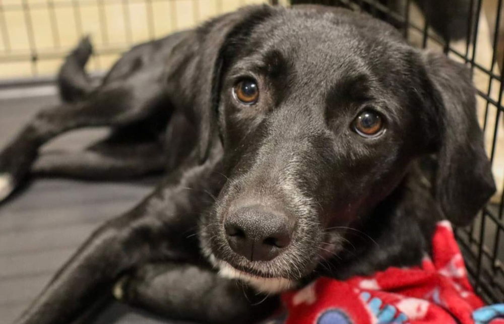 adoptable Dog in Aurora, IN named Von Trapps : Hedwig