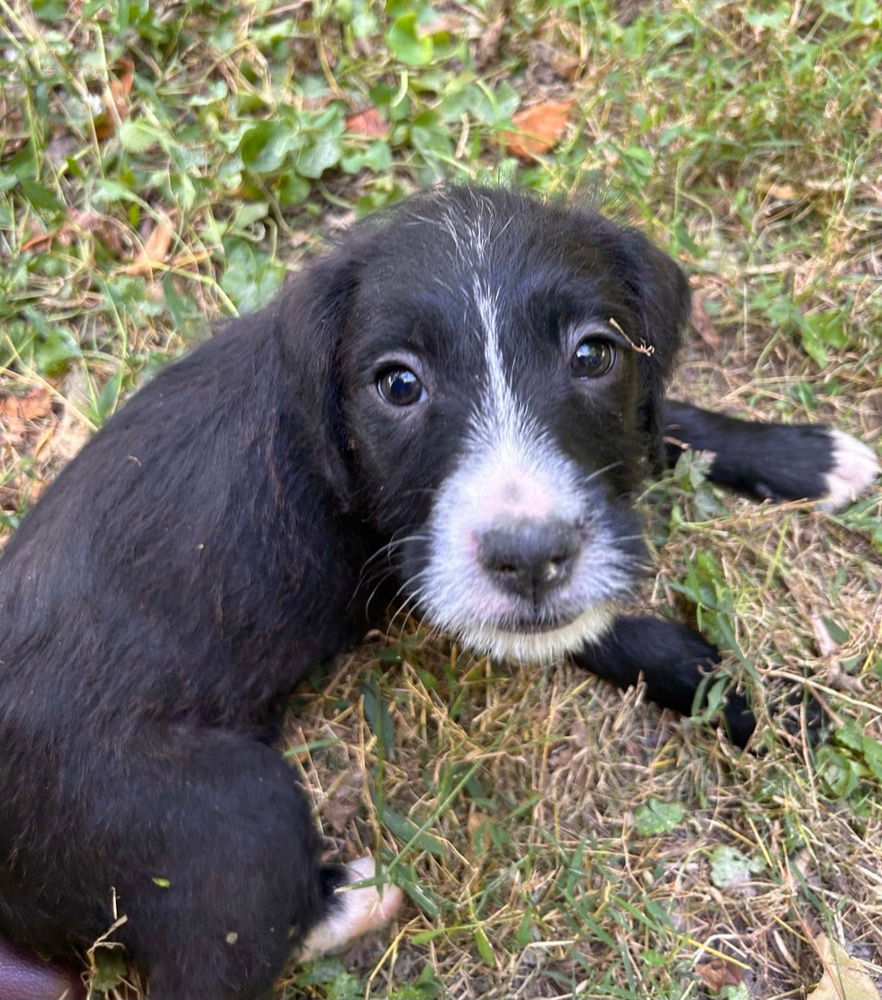 adoptable Dog in Aurora, IN named Sues Crew : Julie