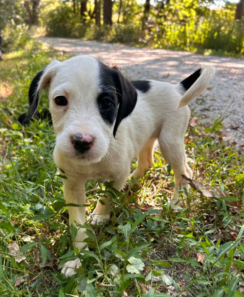 adoptable Dog in Aurora, IN named Sues Crew : Sarah