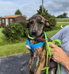 adoptable Dog in , IN named Ma Paws : Maverick