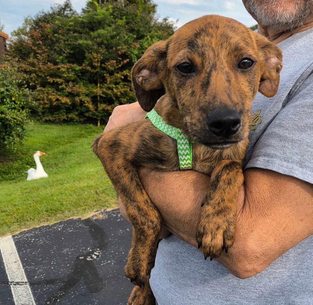 adoptable Dog in Aurora, IN named Ma Paws : Mason