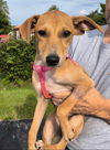 adoptable Dog in , IN named Ma Paws : Makenzie