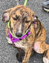 adoptable Dog in , IN named Ma Paws : Madelyn