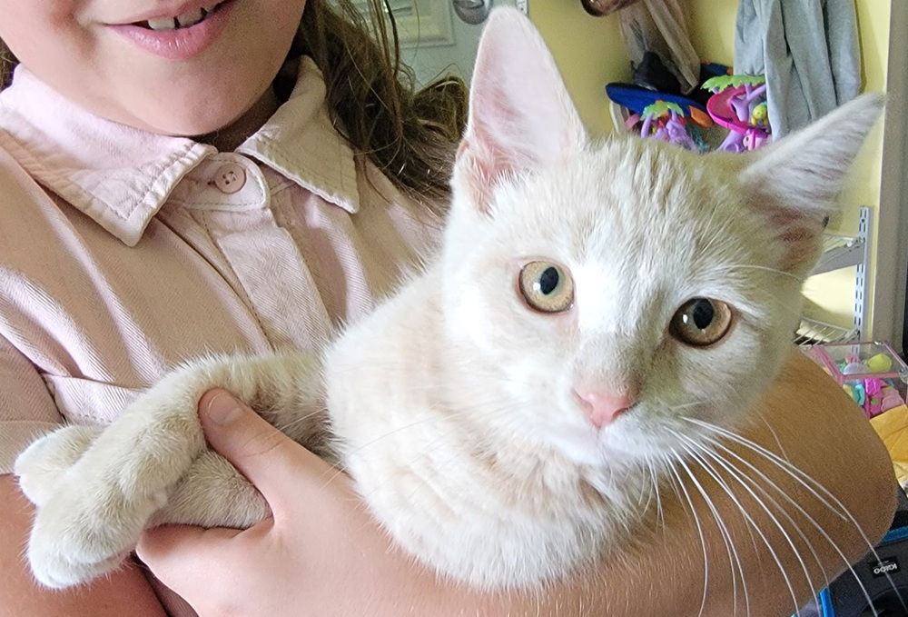 adoptable Cat in Aurora, IN named Pennys : Hewlet