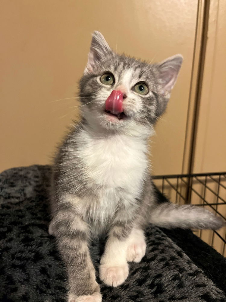 adoptable Cat in Aurora, IN named Space Cats : Celeste