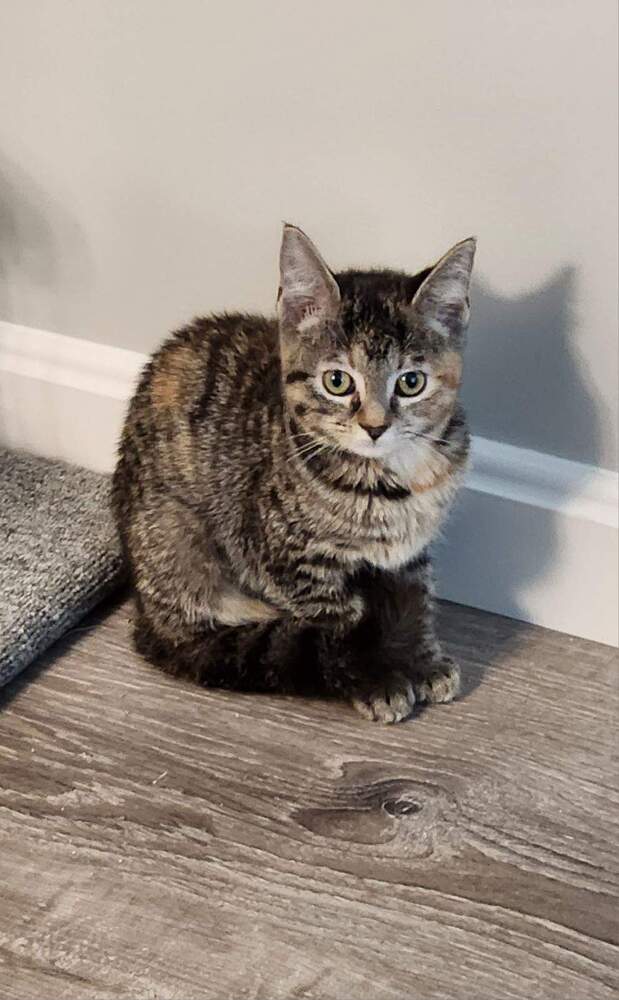 adoptable Cat in Aurora, IN named Baughns : Sweetie