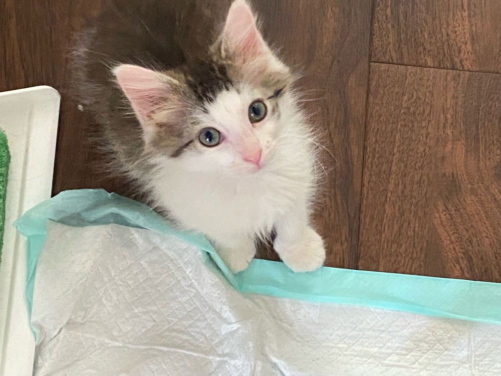 adoptable Cat in Aurora, IN named Starch kitty : Chip