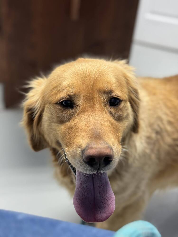 adoptable Dog in Aurora, IN named Buttercup