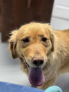 adoptable Dog in , IN named Buttercup