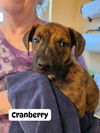 adoptable Dog in  named Berry Patch : Cranberry